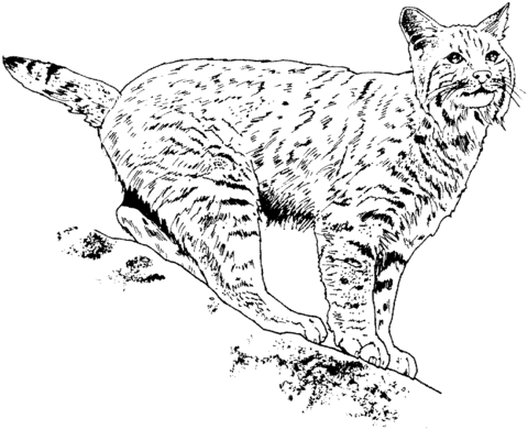 Lynx 3 Coloring Page